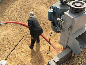 conveying corn