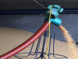 conveying corn