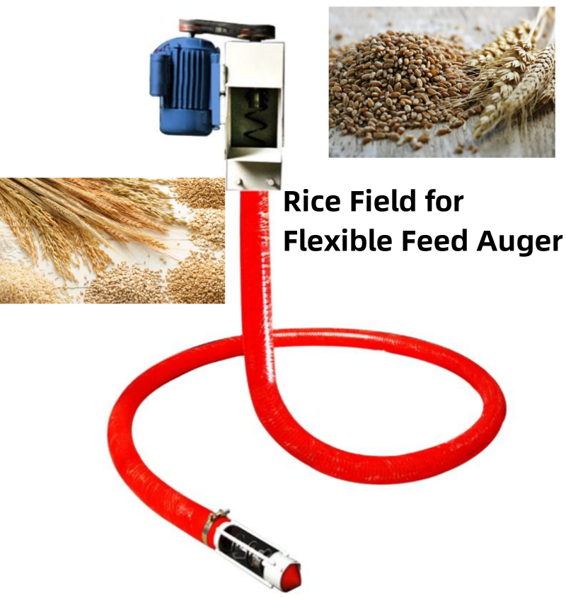Rice Field for Flexible Feed Auger